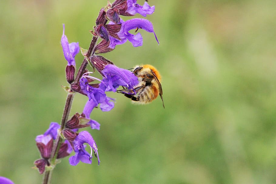 bee, bourdon, insects, flower, honey, bees, pollen, nature HD wallpaper