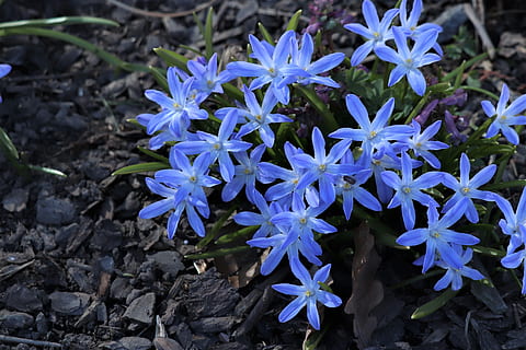 primula, flowers, spring, primroses, garden, blue, petals, bloom HD wallpaper