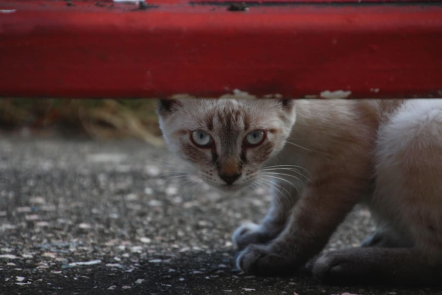 white, cat, hiding, cute, colorful, mammal, domestic, domestic cat HD wallpaper