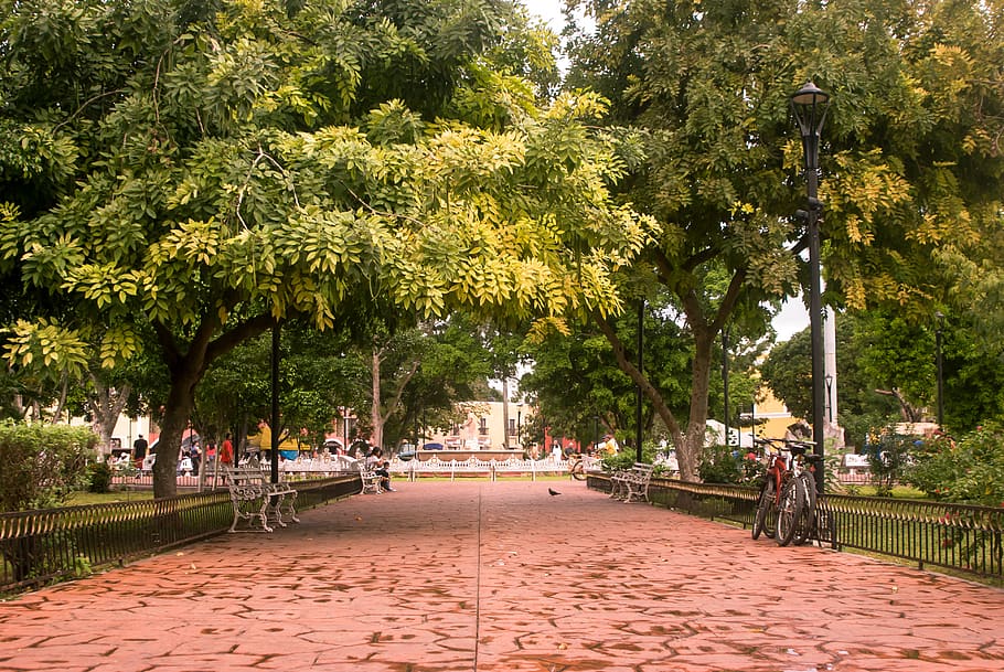 valladolid, mexico, tree, nature, green, forest, landscape HD wallpaper