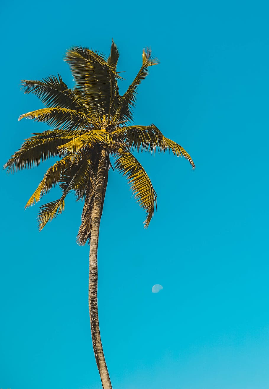 green palm tree under blue sky, tropical climate, plant, nature HD wallpaper