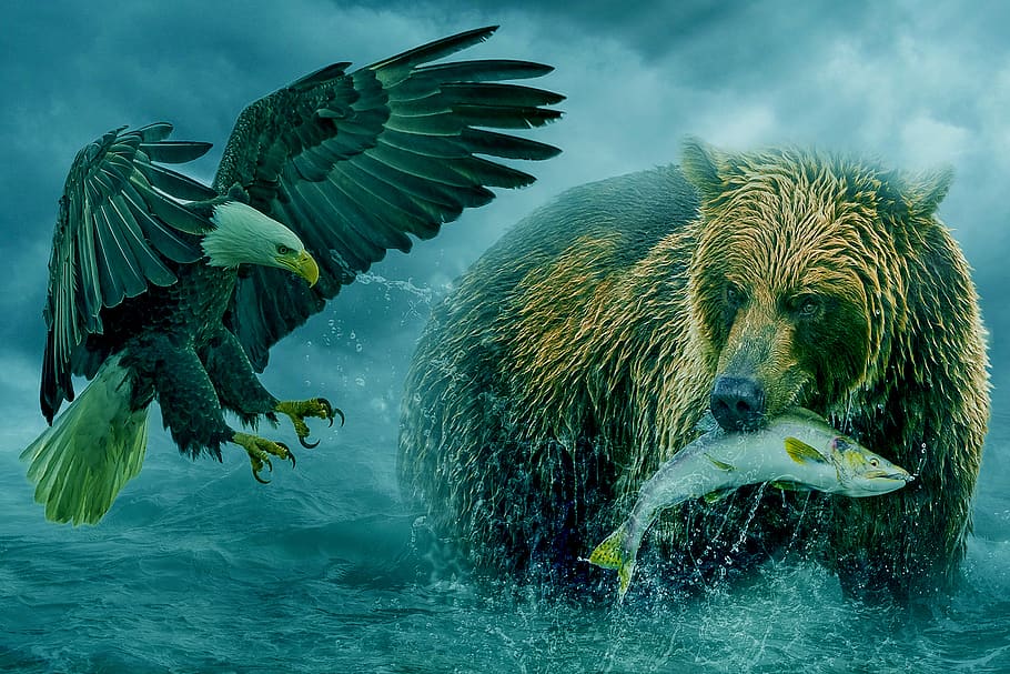 manipulation, animal, bear, eagle, fish, fishing, ocean, sky HD wallpaper
