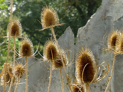 wild teasel, thistle, dipsacus fullonum, growth, plant, nature HD wallpaper