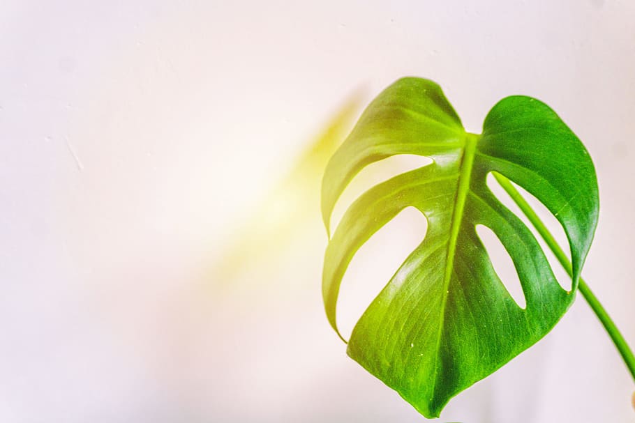 plant, leaf, green, growth, Big leaf, monstera, plant part, green color HD wallpaper