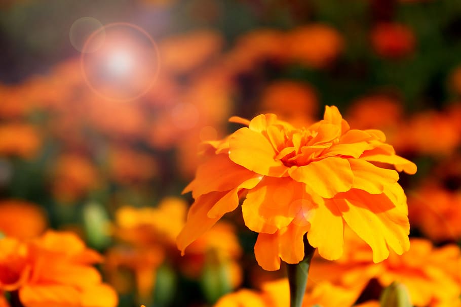 marigold, flower, nature, plant, summer, blossom, bloom, flora, HD wallpaper