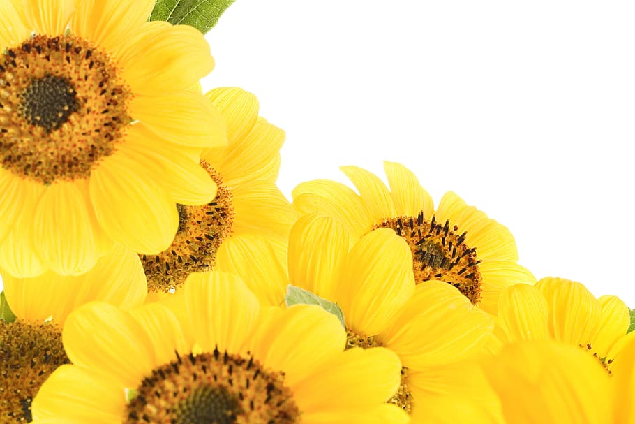 flower, con2011, nature, flowering plant, freshness, flower head HD wallpaper