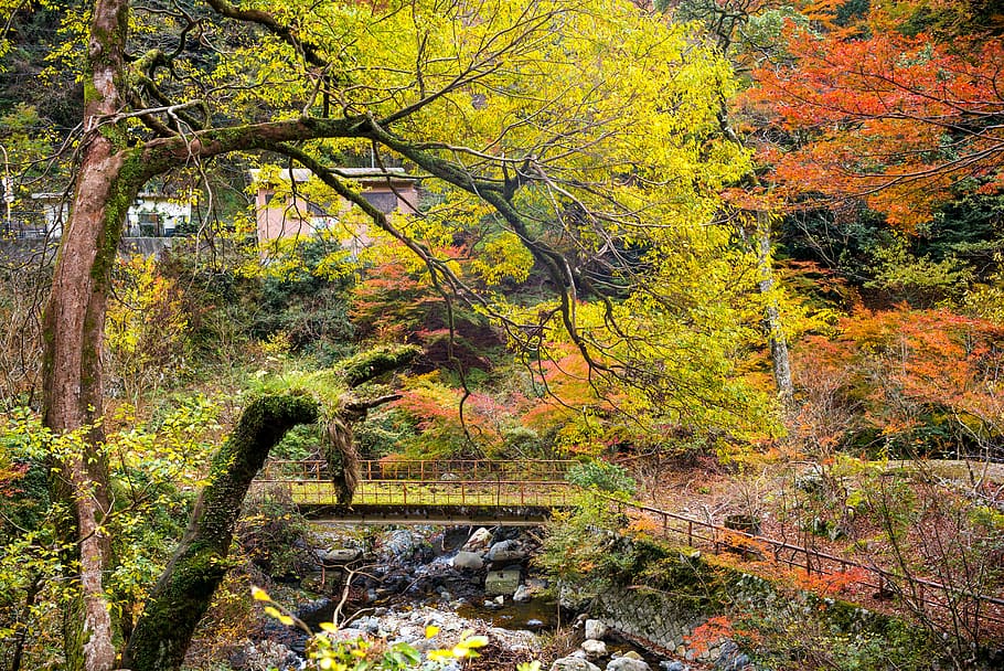 forest, leafs, trees, colorful, rocks, bridge, autumn, red HD wallpaper