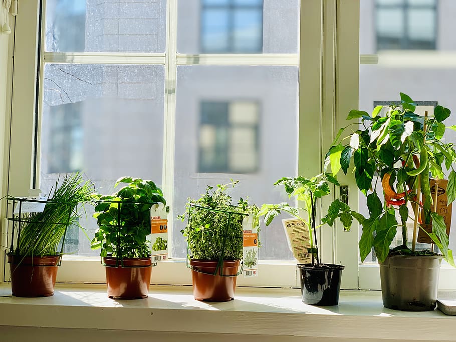 green-leafed plants, potted plant, window, growth, window sill HD wallpaper