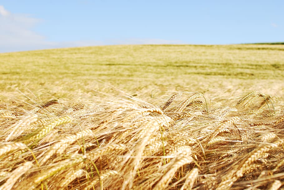 agriculture, landscape, cereal plant, rural scene, field, crop HD wallpaper