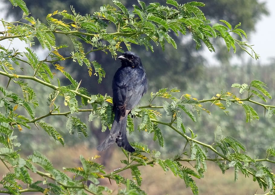 bird, drongo, black drongo, dicrurus macrocercus, passerine HD wallpaper
