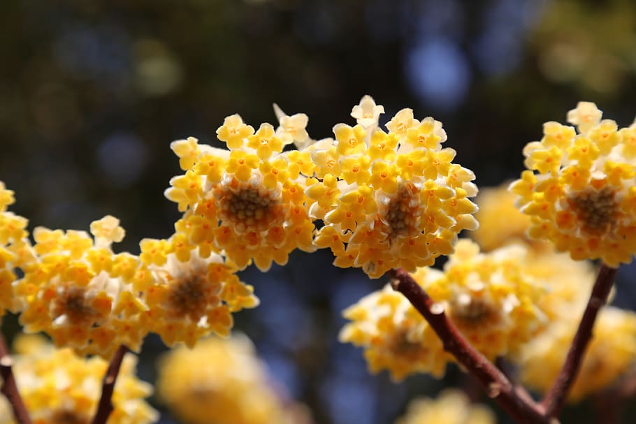 china, nanjing, close-up, beauty in nature, plant, flower, yellow HD wallpaper