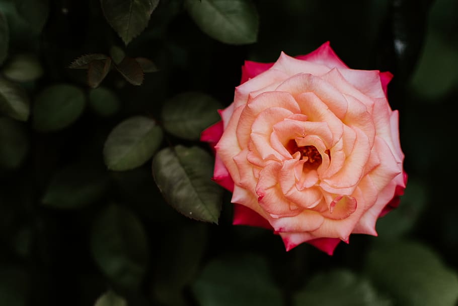 pink petaled flower, rose, plant, blossom, flora, person, human HD wallpaper