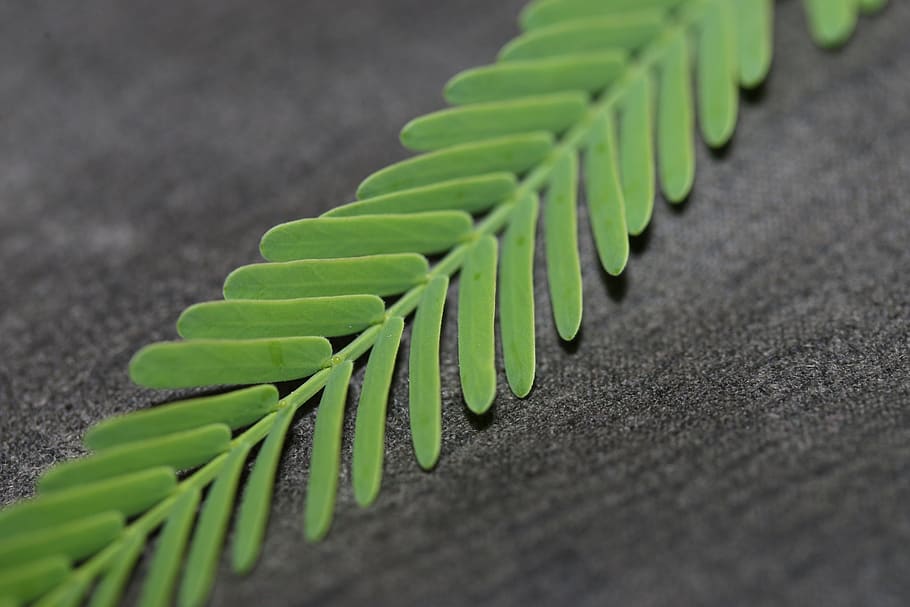 united states, vail, green color, selective focus, close-up HD wallpaper