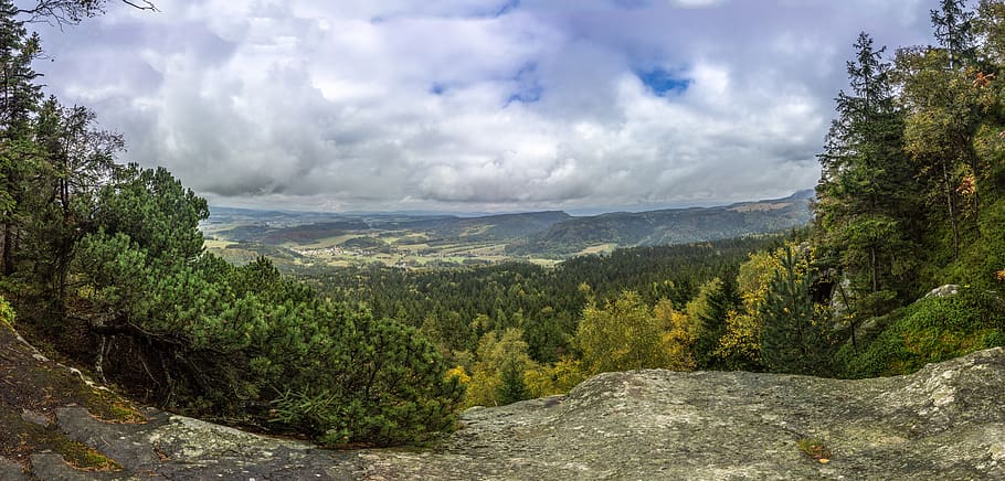 tree, forest, nature, view, sky, cloud - sky, plant, beauty in nature HD wallpaper