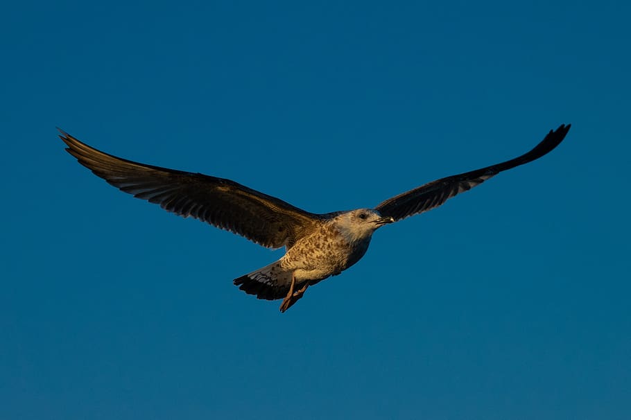 seagull, sky, wing, bird, flying, animal themes, animals in the wild HD wallpaper