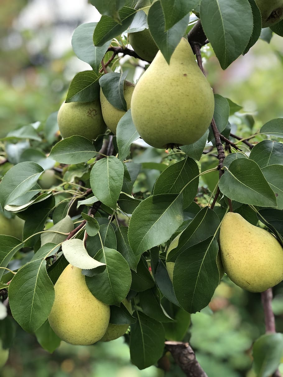 pear, fruit, tasty, vitamins, healthy eating, food and drink HD wallpaper