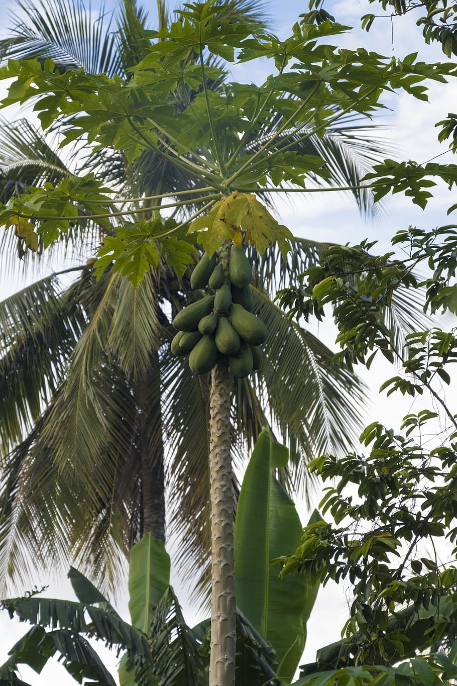 colombia, tree, low angle view, food and drink, growth, tropical climate HD wallpaper