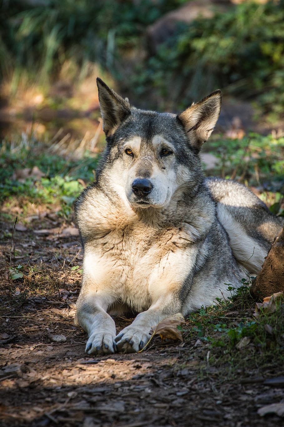 animal, wolf-dog, predator, nature, mammals, wild, carnivores HD wallpaper