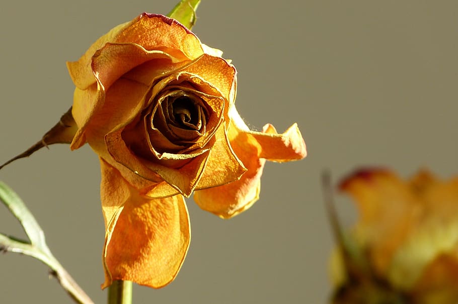 rose, petals, withered, age, beauty, yellow, flowering plant HD wallpaper