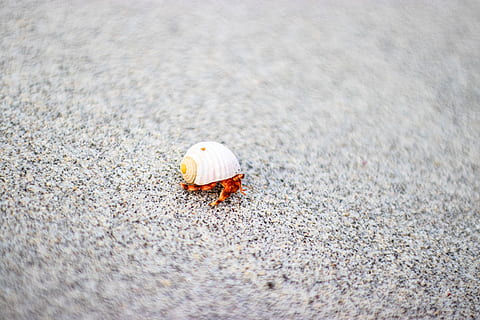 white shell, animal, invertebrate, sea life, clam, seashell, sand HD wallpaper