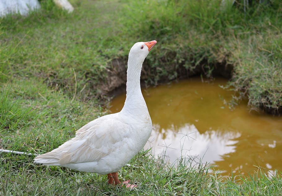 goose, ave, animals, feathers, animal themes, bird, animals in the wild HD wallpaper