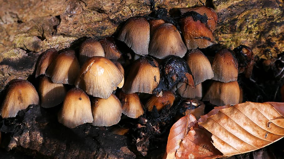 Mushrooms growing from under a rotting fallen tree in the forest., HD wallpaper