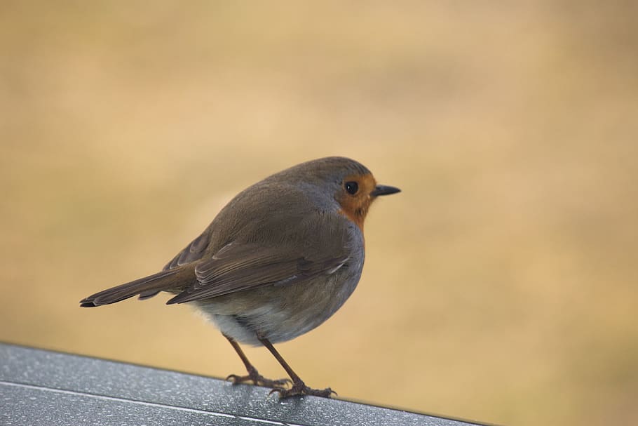 netherlands, ameland, bird, birds, nature, grubbing bunch, animal themes HD wallpaper