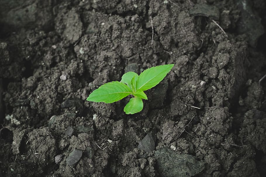 philippines, cagayan de oro, tree planting, nature, green, sprout, HD wallpaper