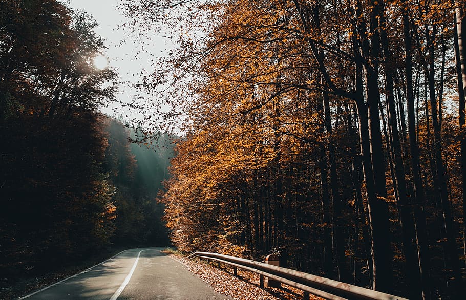 empty highway, road, tarmac, asphalt, plant, tree, dirt road HD wallpaper