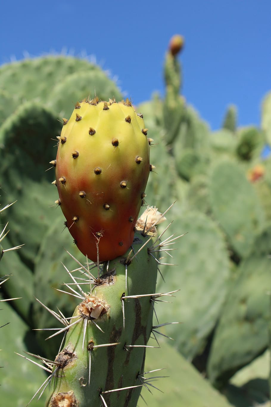 HD wallpaper: cactus, cactus fruit, spur, prickly pear, succulent plant, prickly  pear cactus | Wallpaper Flare