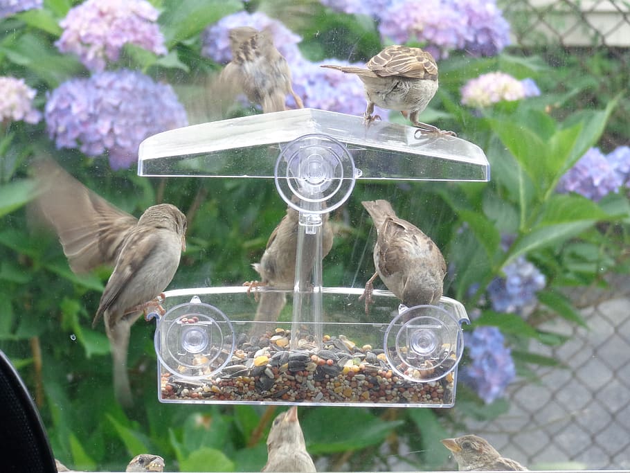 nature, birds, birdfeeder, hydrangeas, seeds, summer, group of animals, HD wallpaper