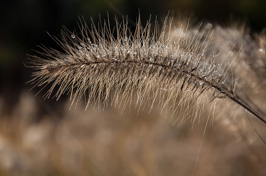 grass, a grass, meadow, macro, backlight, nature, close-up HD wallpaper
