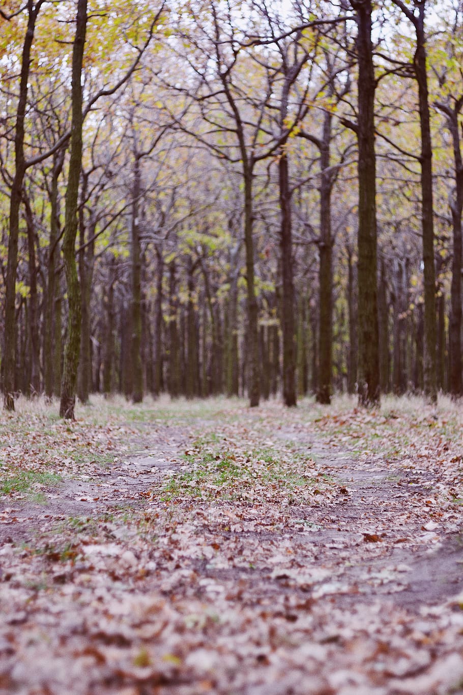 trees, forest, wallpaper, background, vsco, autumn, leaves HD wallpaper