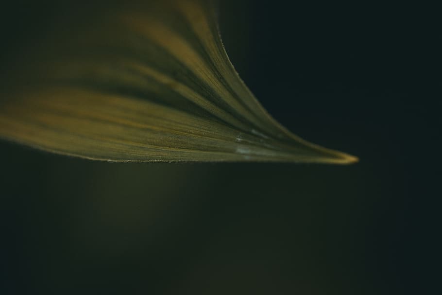 macro, bush, plant, tree, trees, forest, foliage, wilderness HD wallpaper