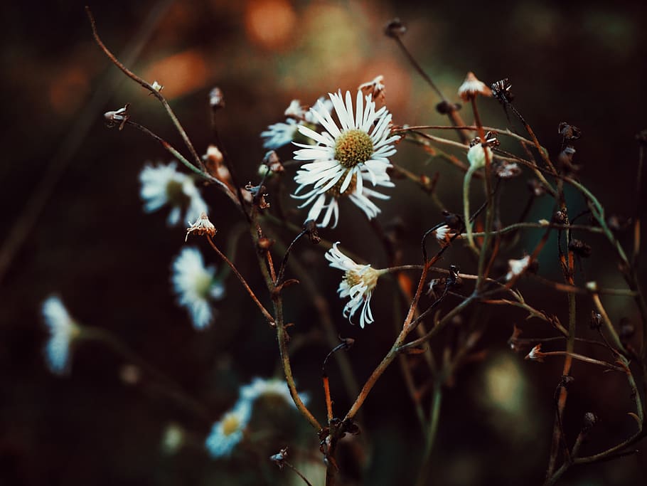plant, flower, flowering plant, growth, fragility, vulnerability HD wallpaper