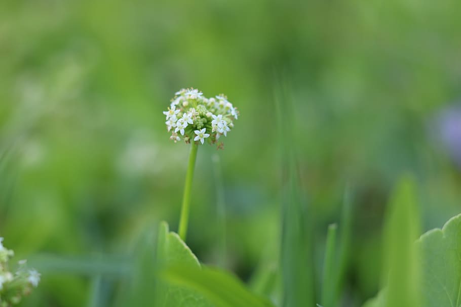 plants, nature, sky, hands, flower, flowering plant, growth HD wallpaper