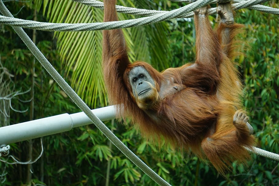 Brown Primate Hanging on Tree, animal, animal photography, ape