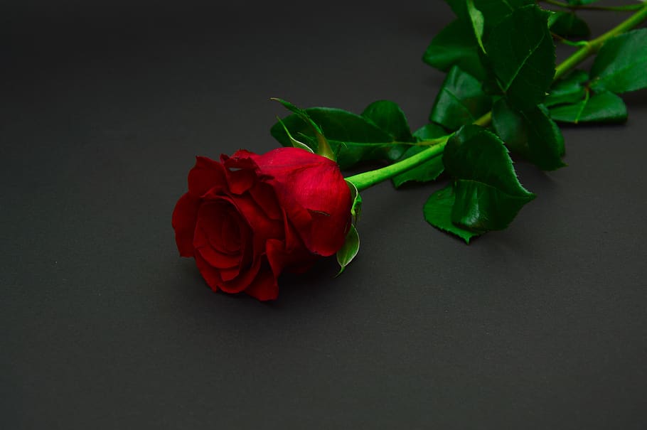 red, rose, flower, rose - flower, beauty in nature, plant, flowering plant HD wallpaper