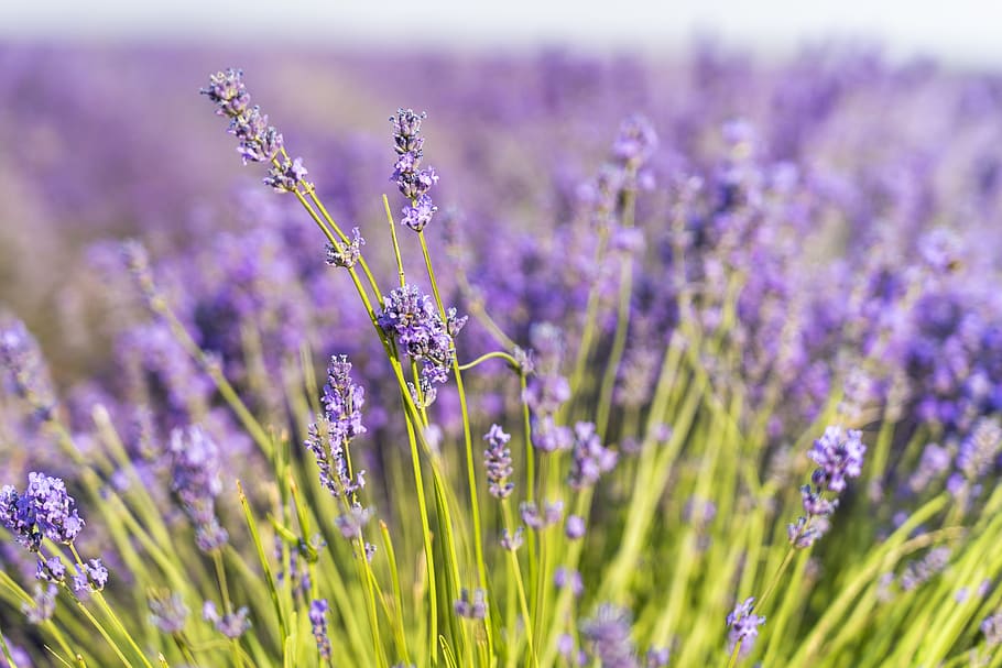 Closeup Photography of Purple Petaled Flower Field, blooming HD wallpaper