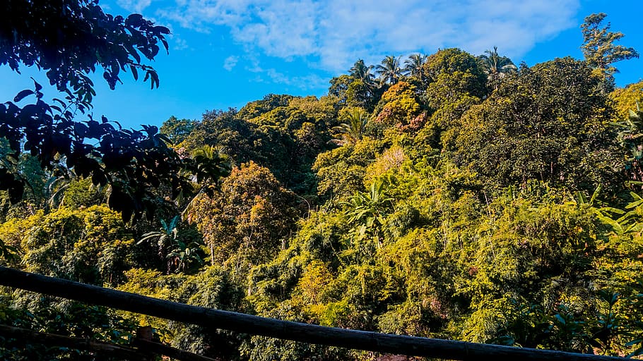 vegetation, plant, tree, rainforest, land, nature, outdoors HD wallpaper