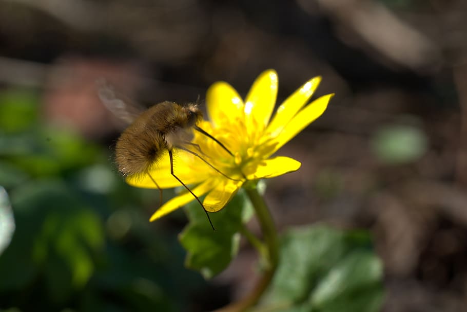 insect, flower, spring, yellow, blossom, bloom, bee, plant HD wallpaper