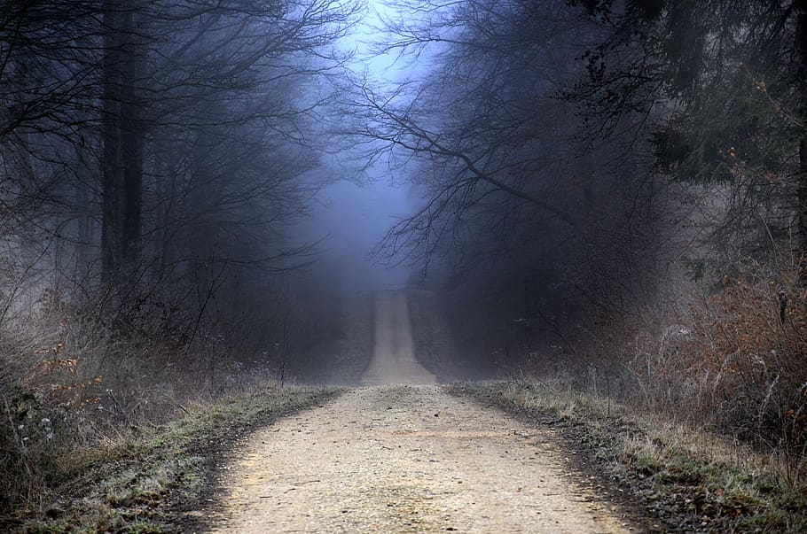 forest, winter, path, nature, cold, landscape, wood, fog, scenic HD wallpaper