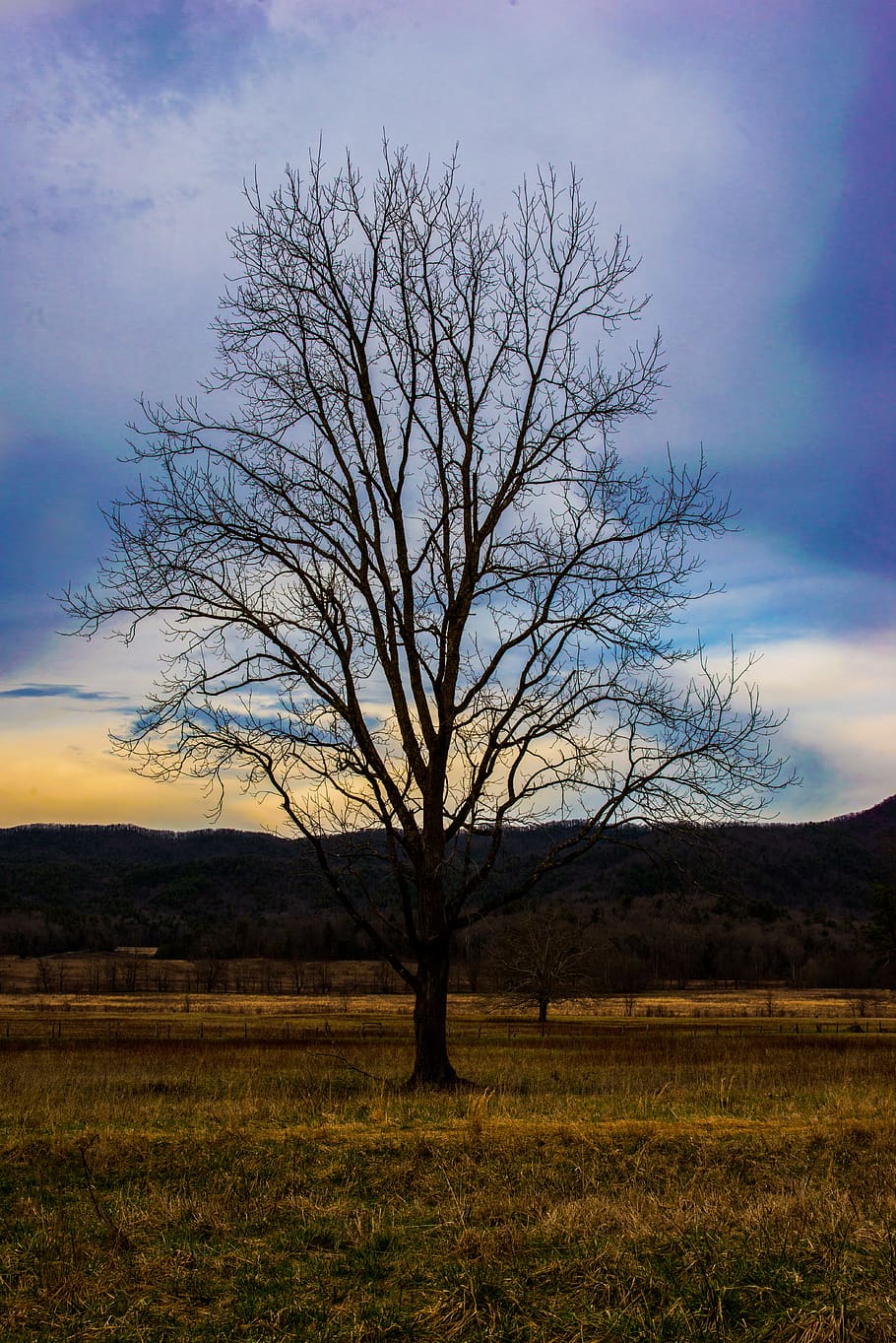 tree, nature, field, grassland, outdoors, plant, savanna, tree trunk HD wallpaper