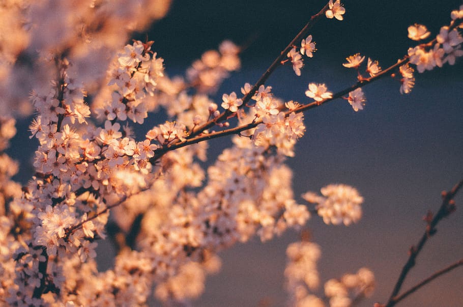spring, flowers, plant, tree, branch, blossom, fragility, beauty in nature HD wallpaper