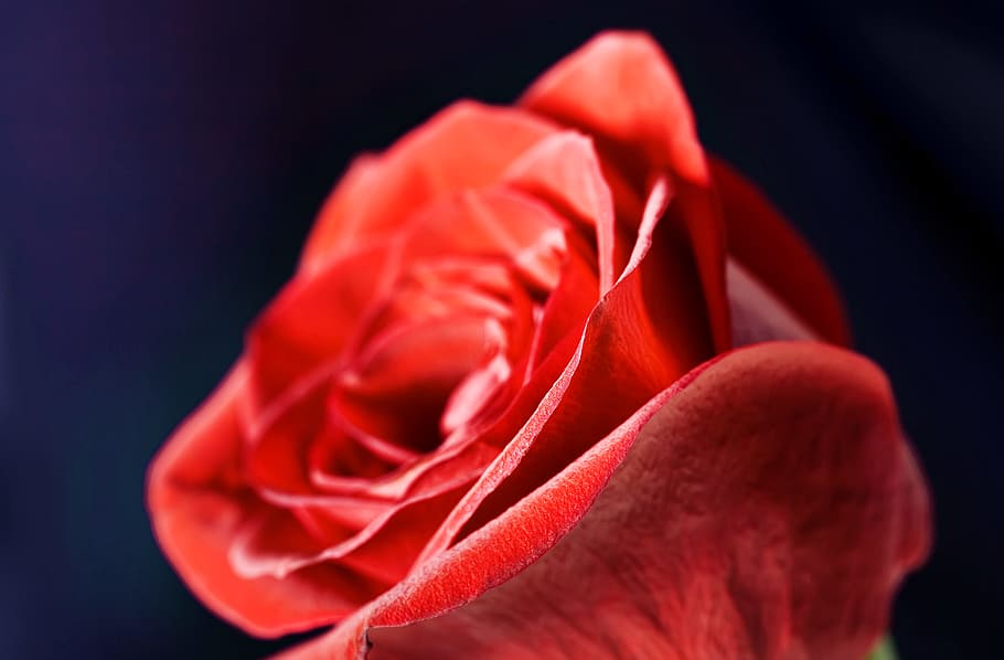 flower, con2011, nature, flowering plant, red, rose, beauty in nature, HD wallpaper