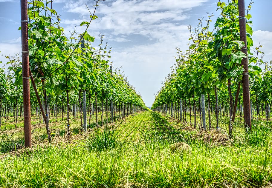 vineyard, grapevine, wine, winemaker, wingert, nature, bright HD wallpaper