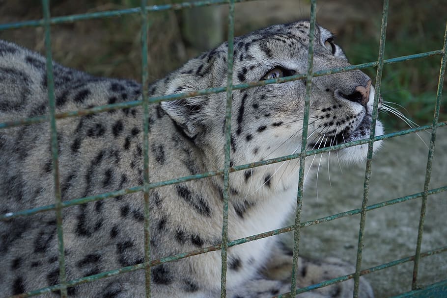 cat, leopard, santuary, animals, wild, animal themes, one animal HD wallpaper