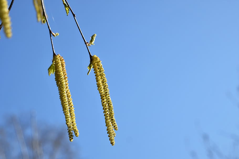 birch tree, catkins, green, blue sky, nature, outdoor, plant