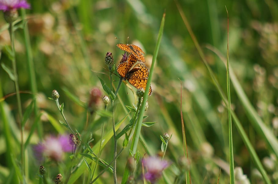 nature, meadows, butterflies, fields, summer, plant, flower HD wallpaper
