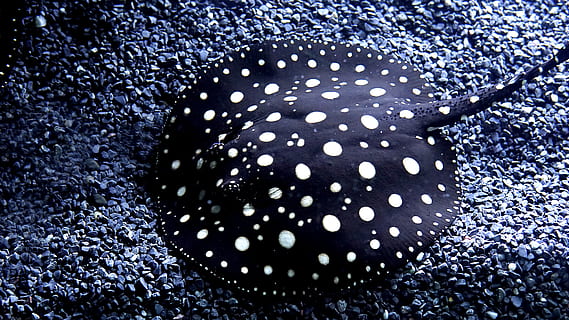 black and white dotted stingray, animal, sea life, transportation HD wallpaper